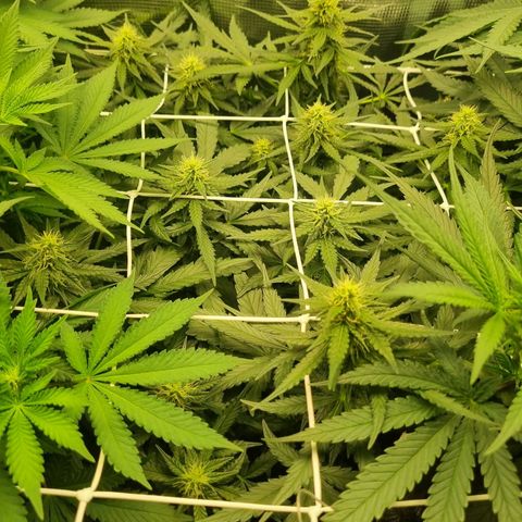 The Satino Prøject growlog timeline photo
