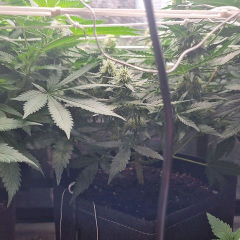 The Satino Prøject growlog timeline photo