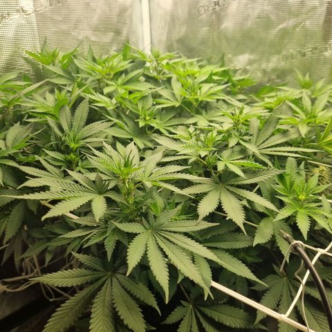 Her name's Bruciepoo growlog timeline photo