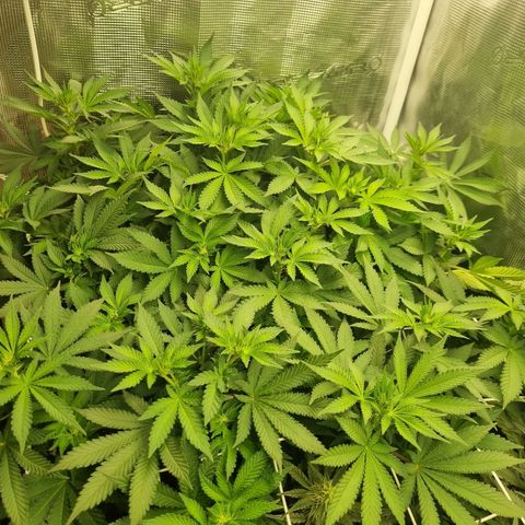 Her name's Bruciepoo growlog timeline photo