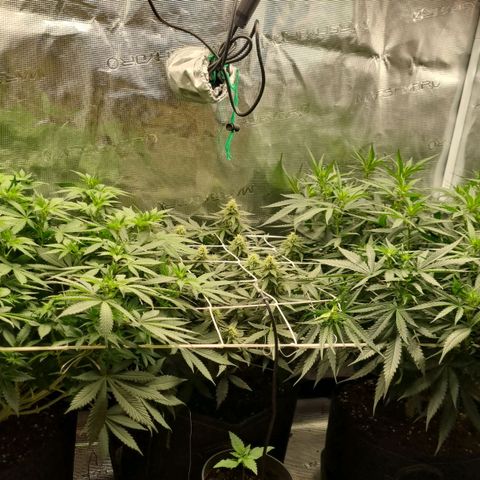 Patricia's Bitch Ass growlog timeline photo
