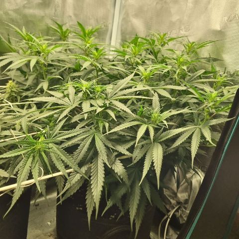 It's Brittney Biscotti Bitch growlog timeline photo