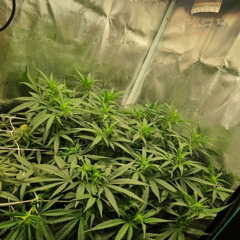 It's Brittney Biscotti Bitch growlog timeline photo