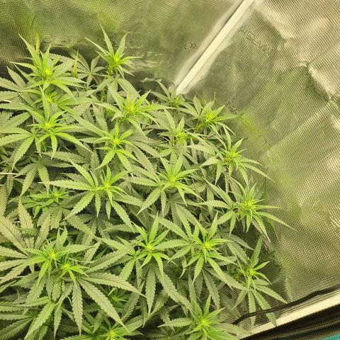 It's Brittney Biscotti Bitch growlog timeline photo