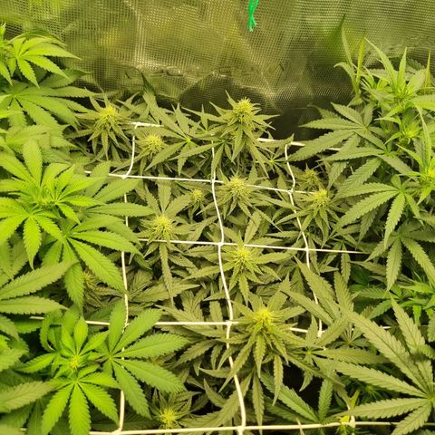 The Satino Prøject growlog timeline photo