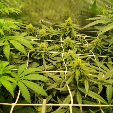 The Satino Prøject growlog timeline photo