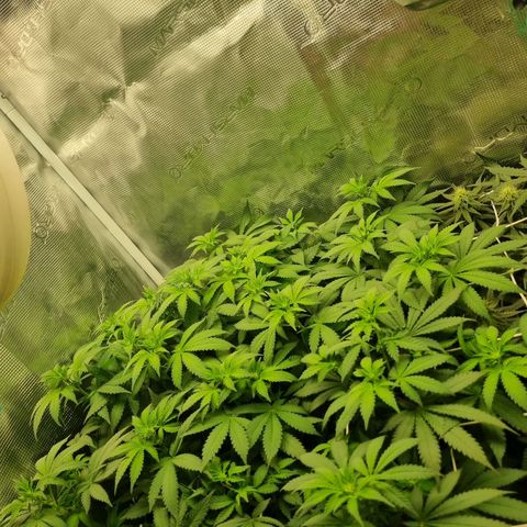 Her name's Bruciepoo growlog timeline photo