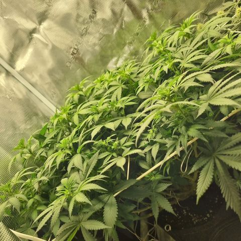 Her name's Bruciepoo growlog timeline photo