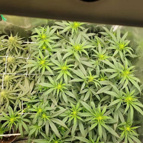 It's Brittney Biscotti Bitch growlog timeline photo