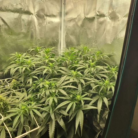 It's Brittney Biscotti Bitch growlog timeline photo