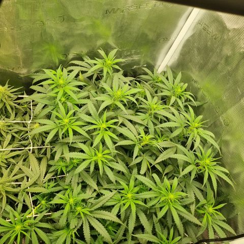 It's Brittney Biscotti Bitch growlog timeline photo