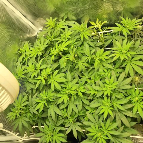 Her name's Bruciepoo growlog timeline photo