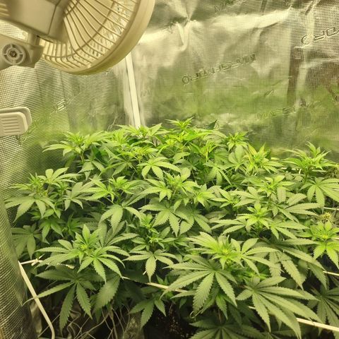 Her name's Bruciepoo growlog timeline photo