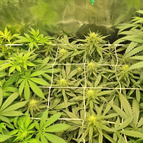 The Satino Prøject growlog timeline photo