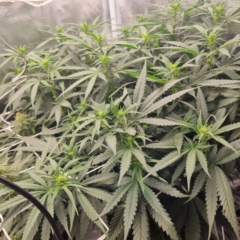 It's Brittney Biscotti Bitch growlog timeline photo