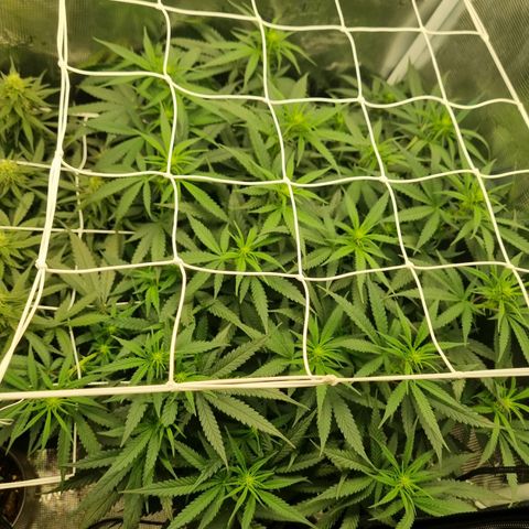 It's Brittney Biscotti Bitch growlog timeline photo