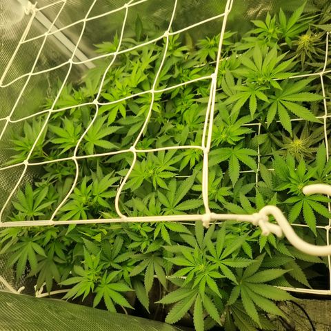 Her name's Bruciepoo growlog timeline photo