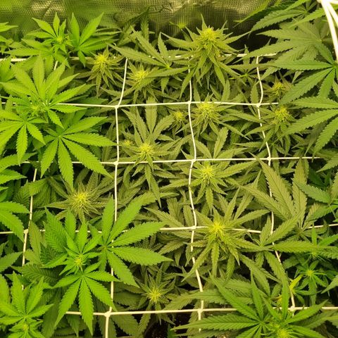 The Satino Prøject growlog timeline photo