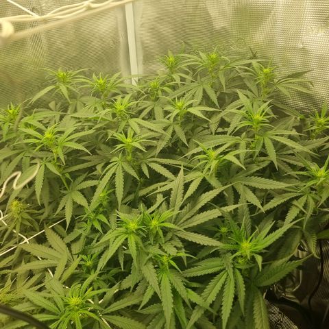 It's Brittney Biscotti Bitch growlog timeline photo