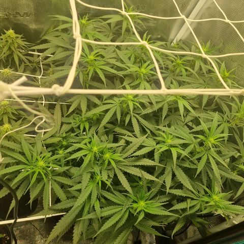It's Brittney Biscotti Bitch growlog timeline photo