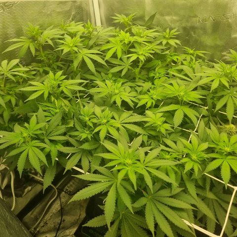 Her name's Bruciepoo growlog timeline photo