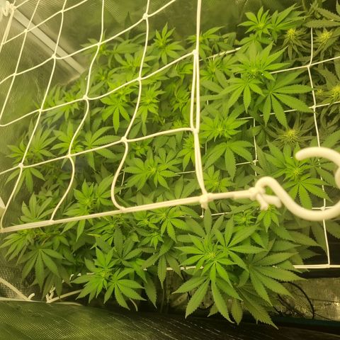 Her name's Bruciepoo growlog timeline photo
