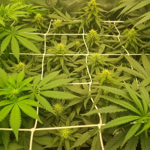The Satino Prøject growlog timeline photo