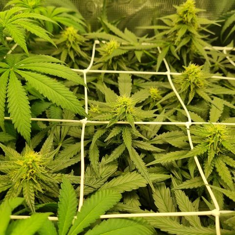 The Satino Prøject growlog timeline photo