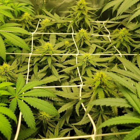The Satino Prøject growlog timeline photo