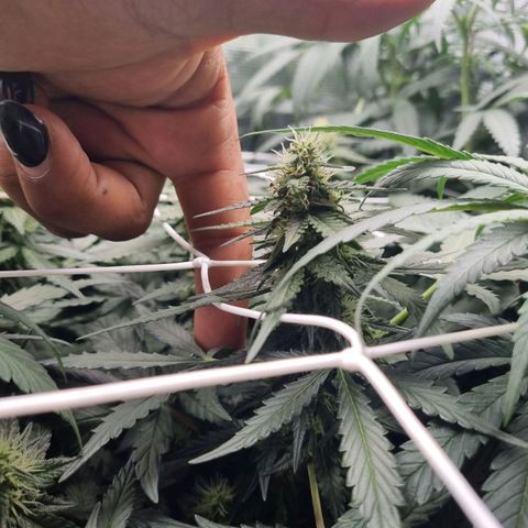 The Satino Prøject growlog timeline photo