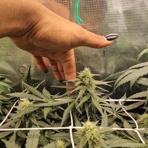 The Satino Prøject growlog timeline photo