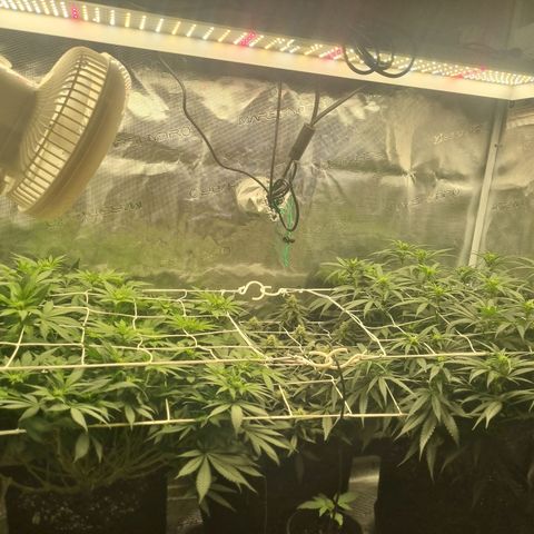 Patricia's Bitch Ass growlog timeline photo