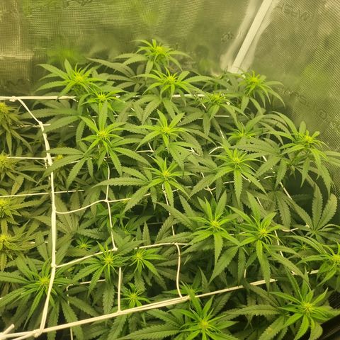 It's Brittney Biscotti Bitch growlog timeline photo