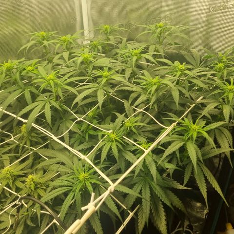 It's Brittney Biscotti Bitch growlog timeline photo