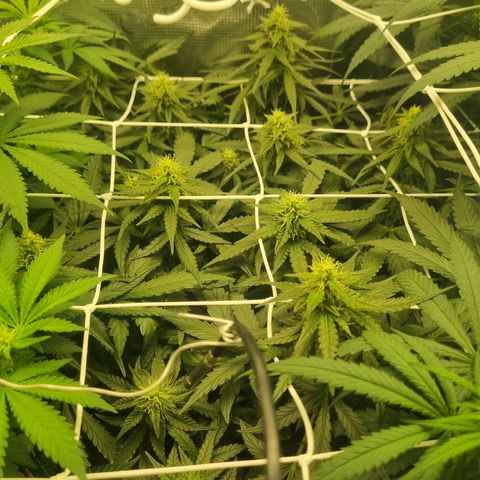 The Satino Prøject growlog timeline photo