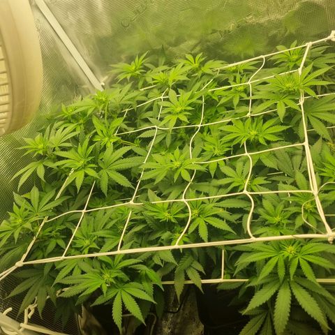 Her name's Bruciepoo growlog timeline photo