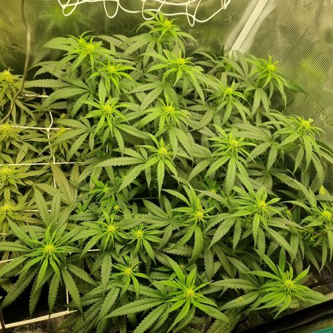 It's Brittney Biscotti Bitch growlog timeline photo