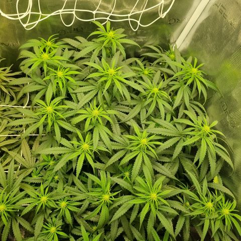 It's Brittney Biscotti Bitch growlog timeline photo