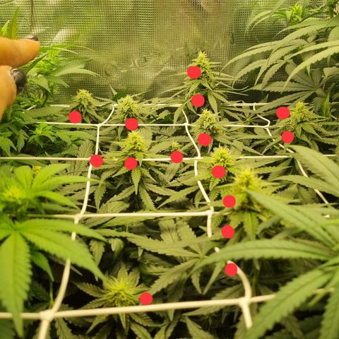 The Satino Prøject growlog timeline photo