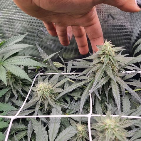 The Satino Prøject growlog timeline photo
