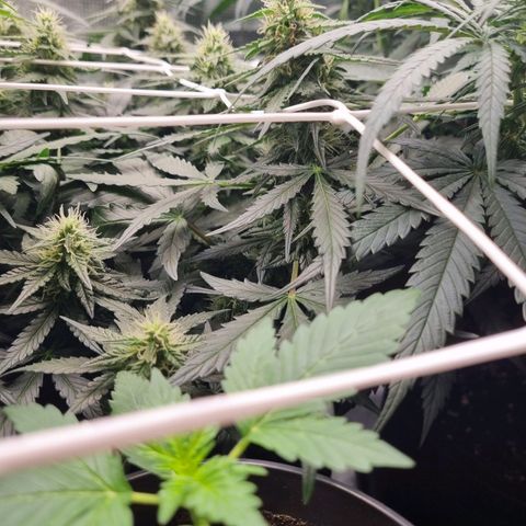 The Satino Prøject growlog timeline photo