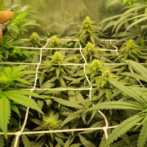 The Satino Prøject growlog timeline photo