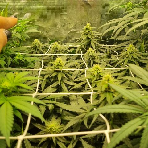 The Satino Prøject growlog timeline photo