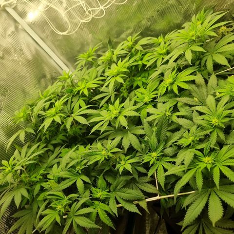 Her name's Bruciepoo growlog timeline photo