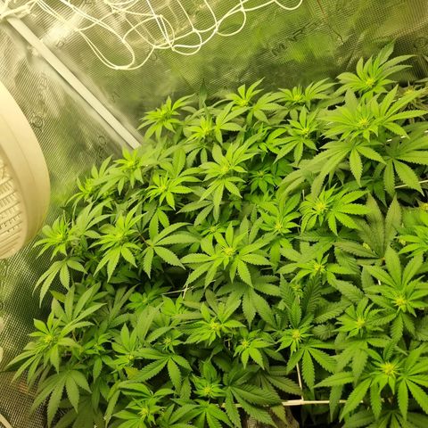 Her name's Bruciepoo growlog timeline photo