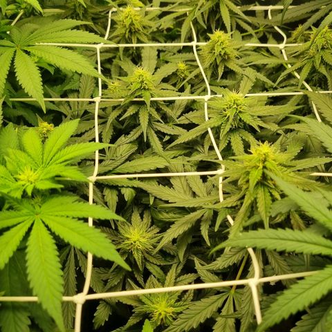 The Satino Prøject growlog timeline photo