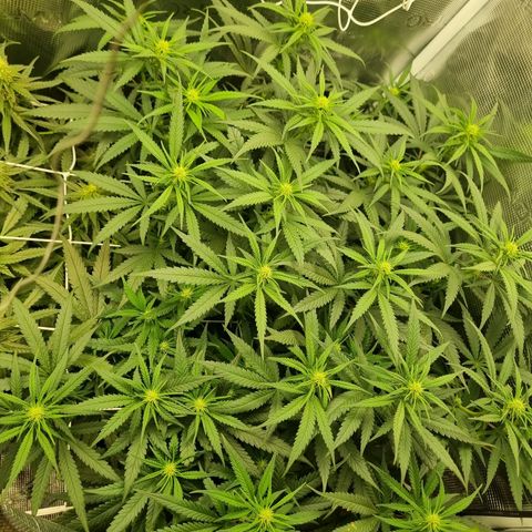 It's Brittney Biscotti Bitch growlog timeline photo