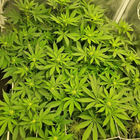 Her name's Bruciepoo growlog timeline photo