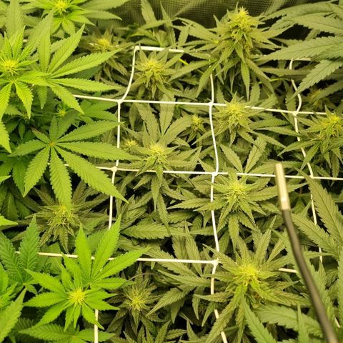 The Satino Prøject growlog timeline photo