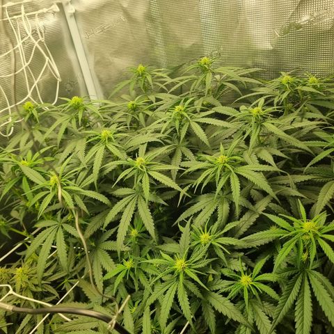 It's Brittney Biscotti Bitch growlog timeline photo